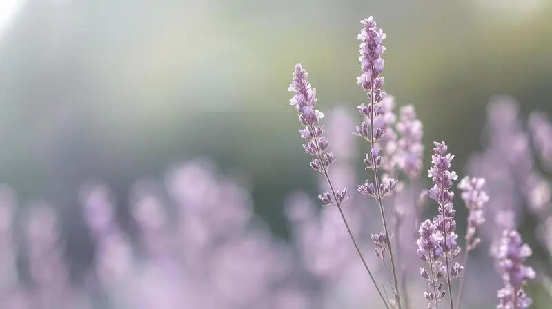 flowers cygnus